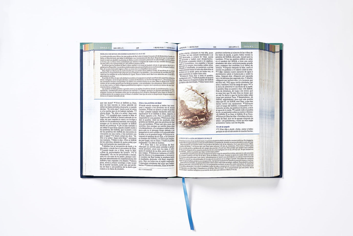 NBLA, Biblia Cronológica de Estudio, Tapa dura, Interior a cuatro colores, Comfort Print